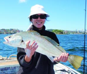 Jewfish have been abundant in Sydney harbour but if you think it can’t get any better, wait until Autumn.